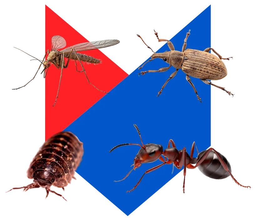 Насекомых
